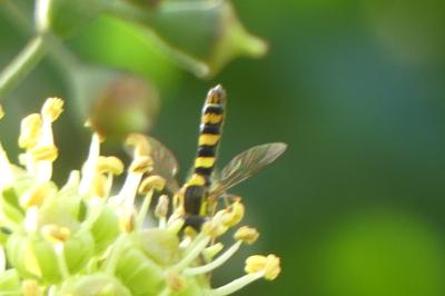<i>Sphaerophoria scripta</i>