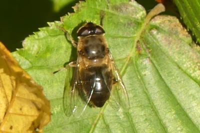 <i>Eristalis pertinax</i>