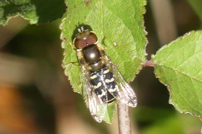 <i>Scaeva pyrastri</i>