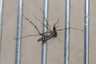 <i>Stegomyia albopicta</i>