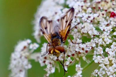 <i>Ectophasia crassipennis</i>