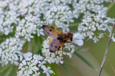 <i>Ectophasia crassipennis</i>