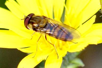 <i>Episyrphus balteatus</i>