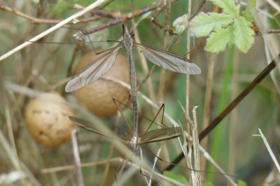 <i>Tipula</i>
