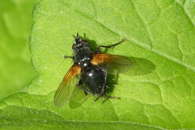 <i>Zophomyia temula</i>