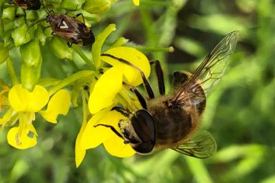 <i>Eristalis tenax</i>