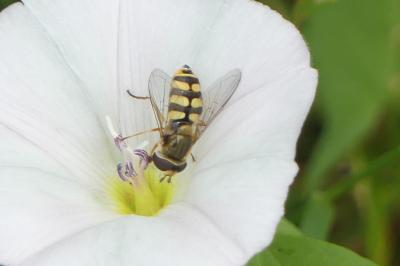 <i>Eupeodes corollae</i>