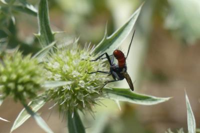 <i>Cylindromyia bicolor</i>