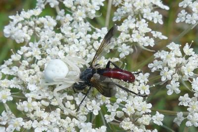 <i>Cylindromyia bicolor</i>