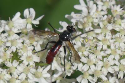 <i>Cylindromyia bicolor</i>