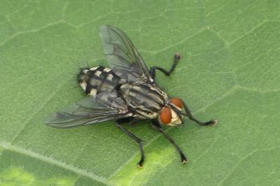 <i>Sarcophaga carnaria</i>