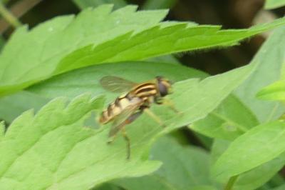 <i>Helophilus pendulus</i>