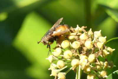<i>Tachina fera</i>