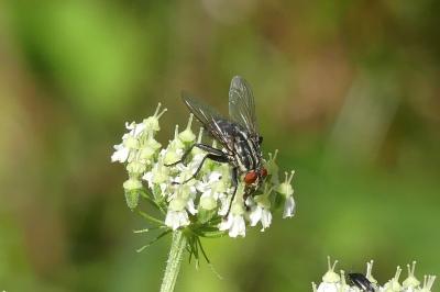 <i>Sarcophaga carnaria</i>
