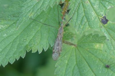 <i>Tipula</i>