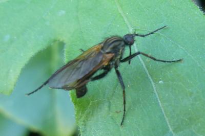 <i>Empis tessellata</i>
