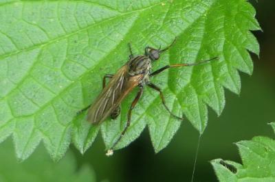 <i>Empis tessellata</i>