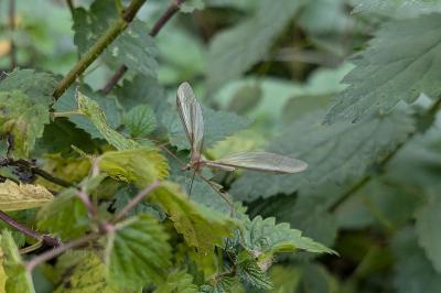 <i>Tipula</i>