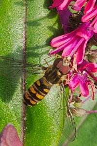 <i>Episyrphus balteatus</i>