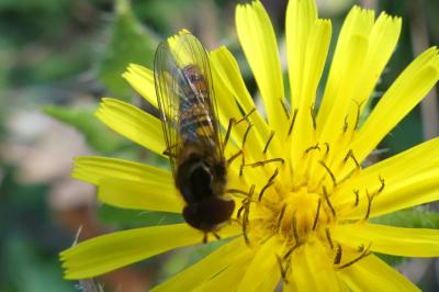 <i>Episyrphus balteatus</i>