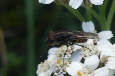 <i>Syrphus</i>