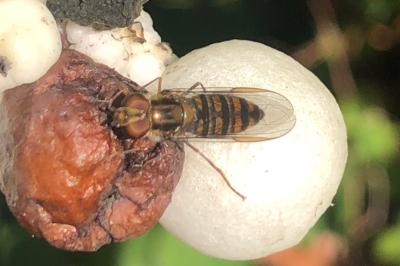 <i>Episyrphus balteatus</i>