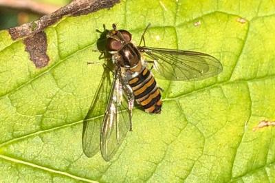 <i>Episyrphus balteatus</i>