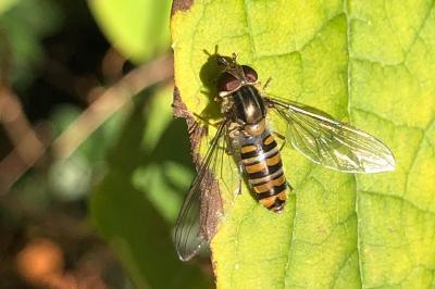 <i>Episyrphus balteatus</i>