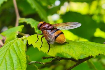<i>Volucella zonaria</i>