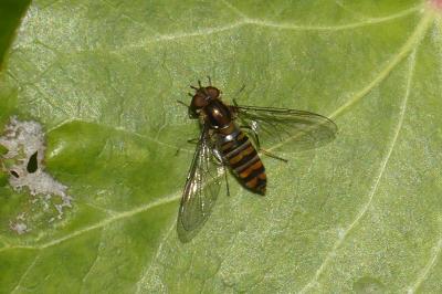 <i>Episyrphus balteatus</i>
