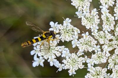 <i>Sphaerophoria scripta</i>