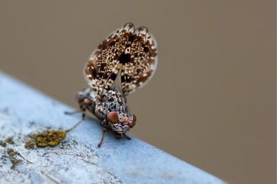 <i>Callopistromyia annulipes</i>