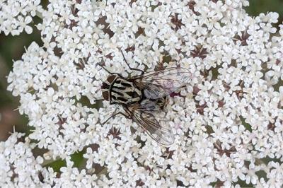 <i>Graphomya maculata</i>