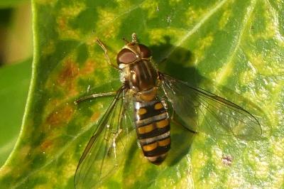 <i>Episyrphus balteatus</i>