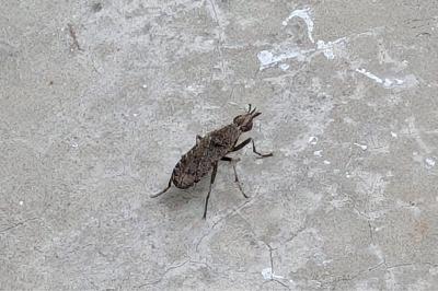 <i>Euthycera</i>