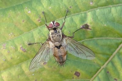 <i>Dexia rustica</i>
