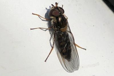 <i>Episyrphus balteatus</i>
