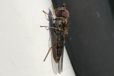 <i>Episyrphus balteatus</i>