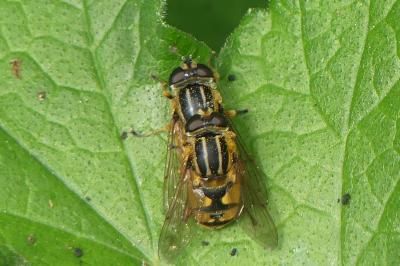 <i>Helophilus pendulus</i>