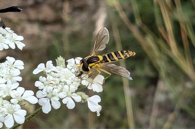 <i>Sphaerophoria</i>