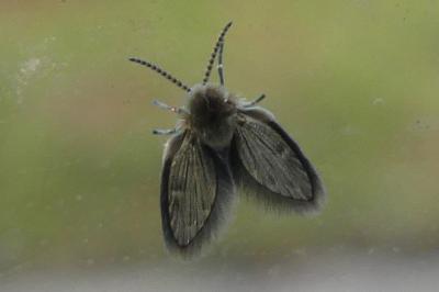 <i>Philosepedon</i>