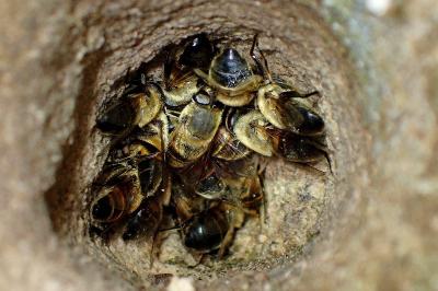 <i>Eristalis tenax</i>