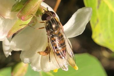 <i>Episyrphus balteatus</i>