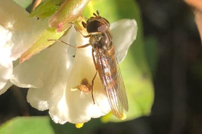 <i>Episyrphus balteatus</i>