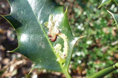 <i>Phytomyza ilicis</i>