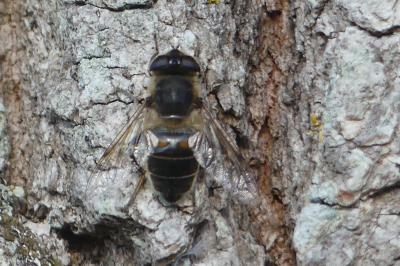 <i>Eristalis tenax</i>