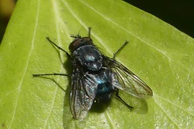 <i>Calliphora</i>