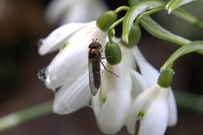 <i>Meliscaeva auricollis</i>