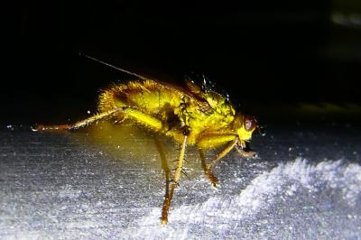 <i>Scathophaga stercoraria</i>