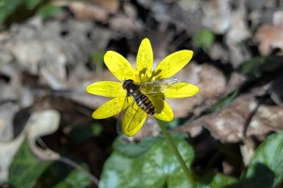 <i>Episyrphus balteatus</i>
